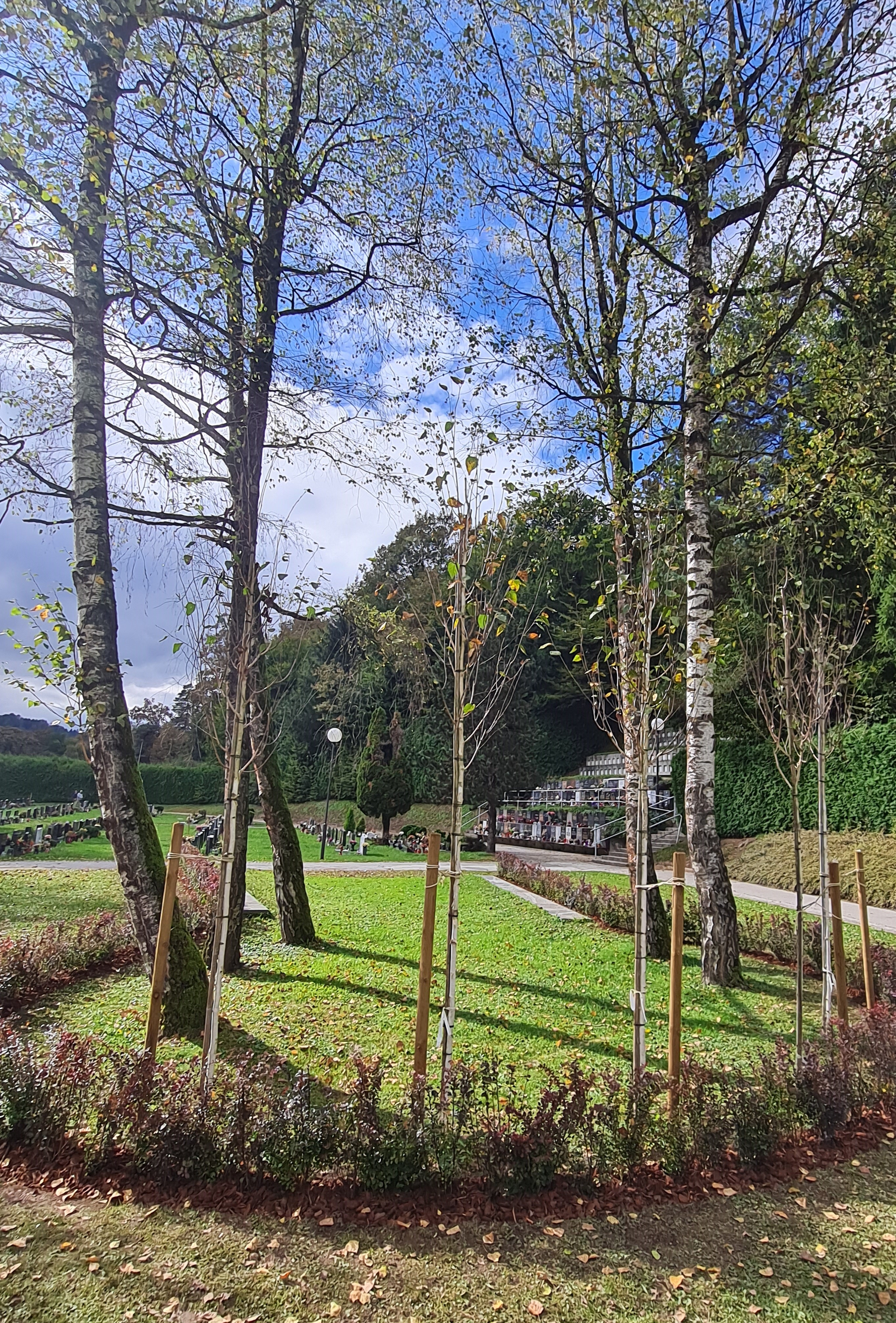 Novi grmički raztros Lipica 1